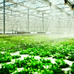 Hydroponic System: Plants That Can Grow Without Soil and Its Benefits