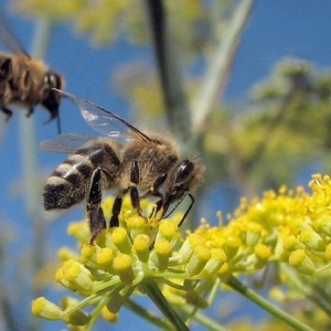 Disappearing Honey Bees & It's Global Impacts 