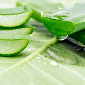 Aloe Vera: A Herbal Plant with Health benefits