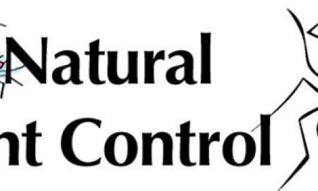 Tips to Stop Ants Coming to Your Home