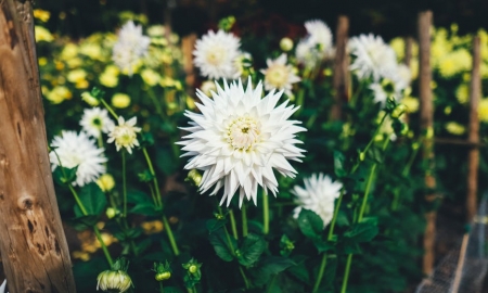 Essential Tips for Budget Gardening