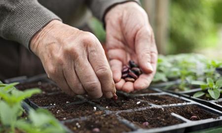 Gardening Tips for Buying Plant Seeds
