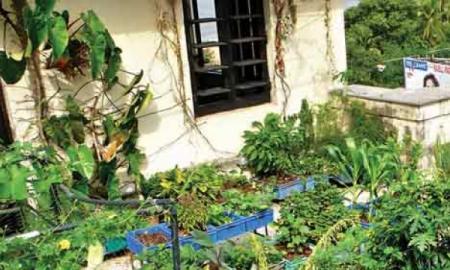 Prominent Tips to Plant a Garden