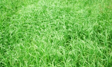 Lawn Care Advice for the First Time Homeowner