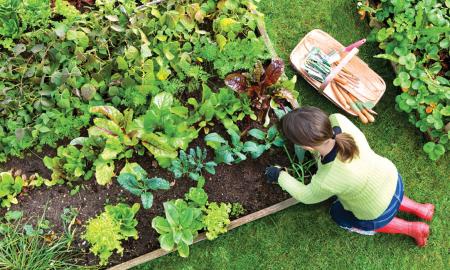 Tips to Plant a Vegetable Garden at Home