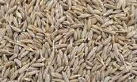 Go Healthy with Amazing Cumin Seeds – The essential aromatic ingredient of food