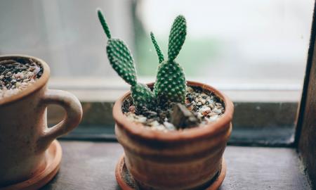 Guidelines to Choose Plants According to Outdoor Area & Containers