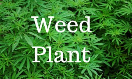 What is a weed? Where Common Weed Plants Grow, Types of Weeds