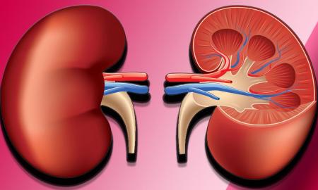 How to know when your kidney has failed and its Ayurvedic medicines