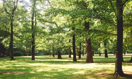 Tree Survey- Why You Have To Do It before Building a Structure