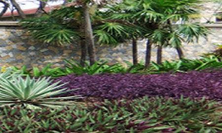 Low Maintenance Perennials for Northeast Gardens