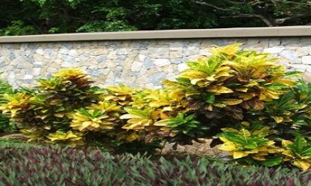 Best Pet-Friendly Indoor Plants For Your Interior Plantscaping in Philadelphia