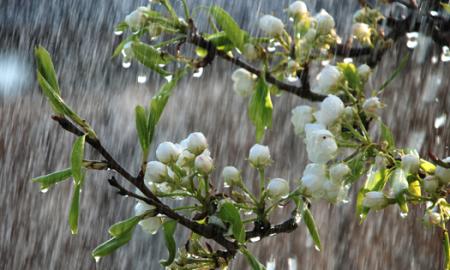 Monsoon Gardening and Terrace Design Tips For Rainy Season