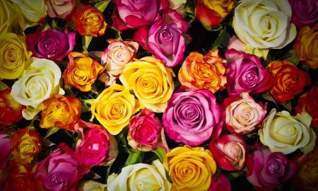 6 Rose Color Meanings To Help You Pick The Perfect Bouquet