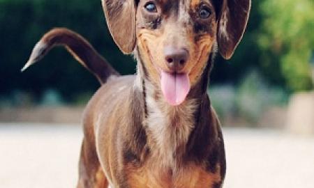 How to Get Your Pet Dog or Cat Licensed in