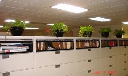 Plant Installation in Philadelphia