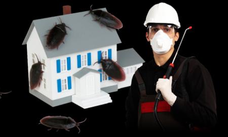 This Is What You Can Expect From Pest Control Companies