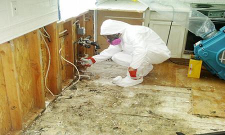 How to Remediate Mold Tainting