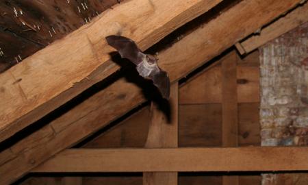 Why to Take Professional Attic Removal Help?