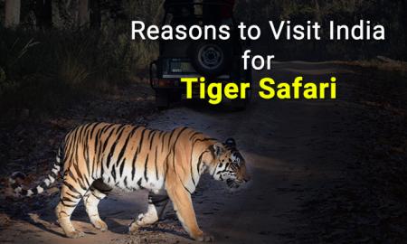 Tiger Safari In India, Don't miss it for the world