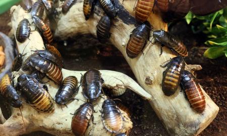 6 Unbelievable Tips To Avoid Termite Problems In The House