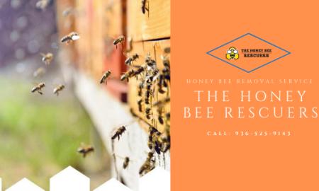 6 Incredible Benefits Of Hiring A Professional Honey Bee Removal Service
