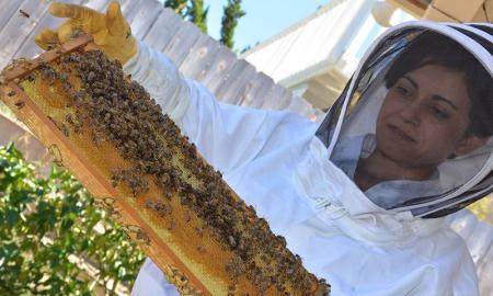 The Right Questions To Ask To A Bee Removal Professional