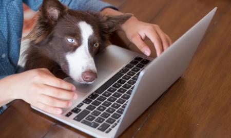 Amazing Tricks To Get The Most Out Of Your Pet Food Online