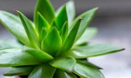 How To Choose & Cultivate Your Very Own Houseplants