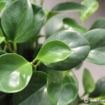 Plants That Are Useful in Purifying Air