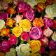 6 Rose Color Meanings To Help You Pick The Perfect Bouquet